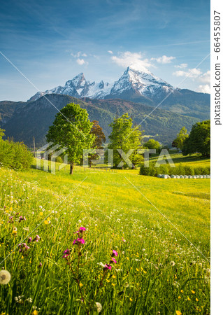 Idyllic mountain scenery in the Alps with blooming meadows in springtime 66455807