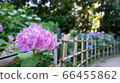 Pink hydrangea 66455862