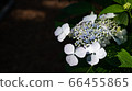 White hydrangea 66455865