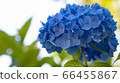 Blue hydrangea 66455867