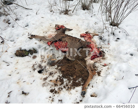 deer torn wolves, deer torn wolves, 66456010