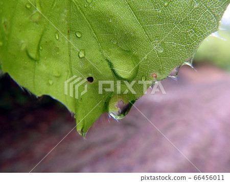 beech leaf after rain, 66456011