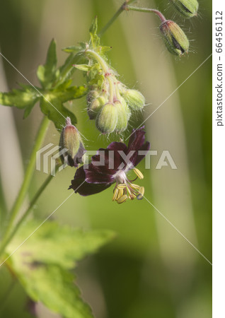 Garden geranium (Geranium phaeum) flowers 66456112