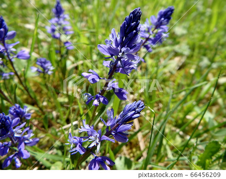 Common Milkwort, Blue flower 66456209