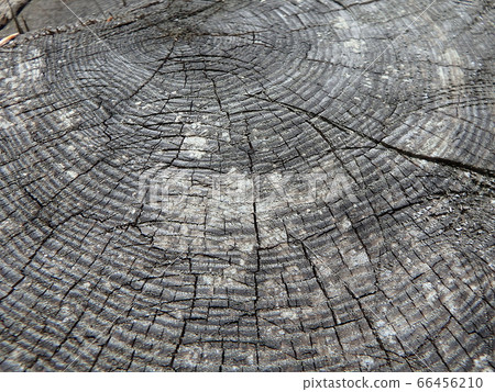 Old tree stump - larch, 66456210