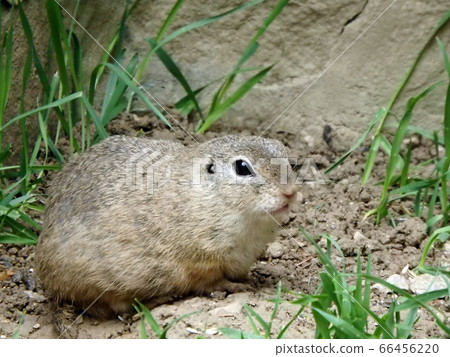 European ground squirrel European ground squirrel 66456220