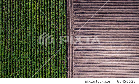 Aerial view rows of soil before planting. 66456523