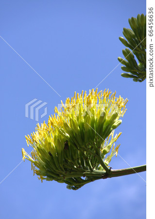 青野龍舌蘭6 66456636