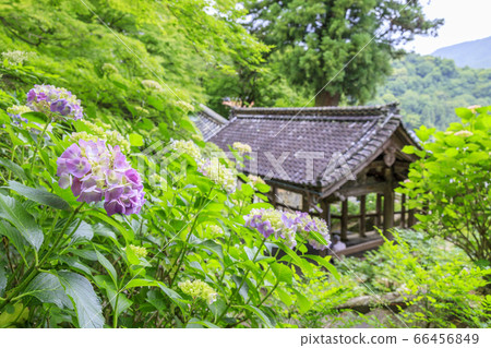 Hasedera's fresh greenery and hydrangea Hasedera's fresh greenery and hydrangea 66456849