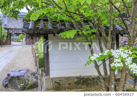 Hasedera's fresh greenery and hydrangea Hasedera's fresh greenery and hydrangea 66456917