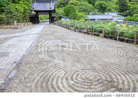 Hasedera's fresh greenery and hydrangea 66456918