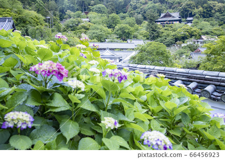 Hasedera's fresh greenery and hydrangea Hasedera's fresh greenery and hydrangea 66456923