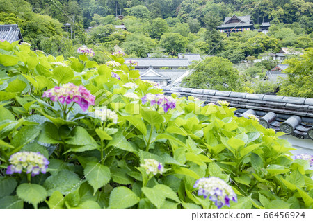 Hasedera's fresh greenery and hydrangea Hasedera's fresh greenery and hydrangea 66456924