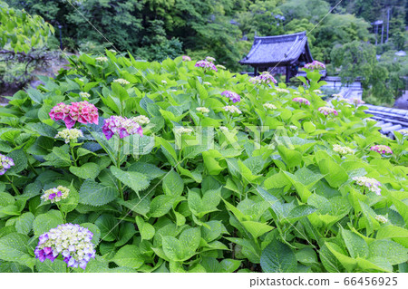 Hasedera's fresh greenery and hydrangea Hasedera's fresh greenery and hydrangea 66456925