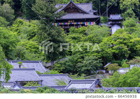 Hasedera's fresh greenery and hydrangea Hasedera's fresh greenery and hydrangea 66456938