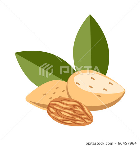 Almonds, in shell and peeled. walnut kernel. Healthy snack. Natural food. Vector illustration isolated on white Almonds, in shell and peeled. walnut kernel. Healthy snack. Natural food. Vector illustration isolated on white 66457964