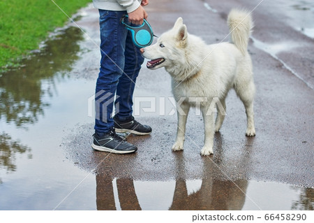 Boy walking a dog on rainy day, white husky with male Boy walking a dog on rainy day, white husky with male 66458290