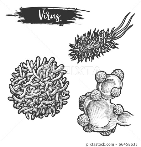 Set of isolated sketches of rabies virus, herpes Set of isolated sketches of rabies virus, herpes 66458633