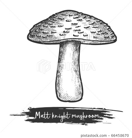 Matt knight mushroom sketch, tricholoma imbricatum vector 66458670