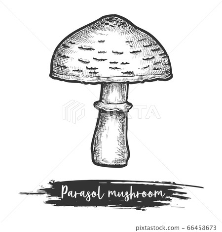Parasol mushroom vector sketch illustration of vegan food 66458673