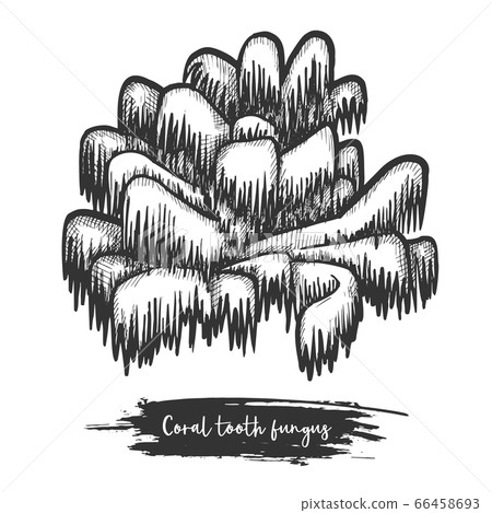 Coral tooth mushroom sketch. Raw wood or forest shroom. 66458693