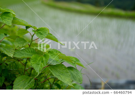 Take a picture of the terraced rice fields in the fields of Takashima City, Shiga Prefecture 66460794