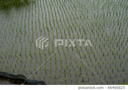 拍攝滋賀縣高島市田間的梯田 拍攝滋賀縣高島市田間的梯田 66460825