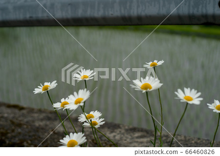 Take a picture of the terraced rice fields in the fields of Takashima City, Shiga Prefecture 66460826