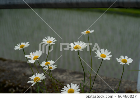 Take a picture of the terraced rice fields in the fields of Takashima City, Shiga Prefecture 66460827
