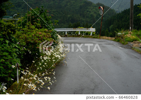 Take a picture of the terraced rice fields in the fields of Takashima City, Shiga Prefecture 66460828