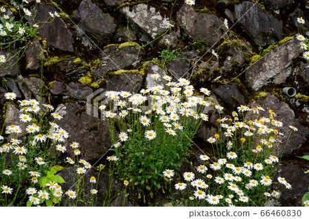 拍攝滋賀縣高島市田間的梯田 拍攝滋賀縣高島市田間的梯田 66460830