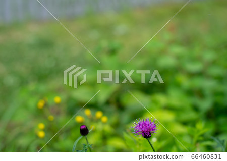 拍攝滋賀縣高島市田間的梯田 66460831