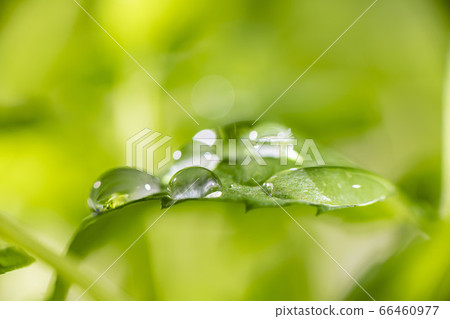 新鮮芽葉和美麗的水滴和波爾卡圓點 照片素材 圖片 圖庫