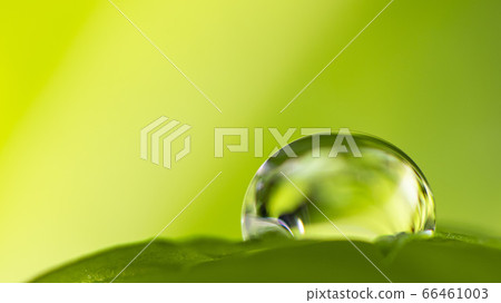 新鮮芽葉和美麗的水滴和波爾卡圓點 66461003