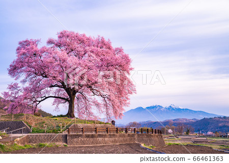 [山梨縣] Wanizuka的櫻花（Wanizuka Sakura） 66461363