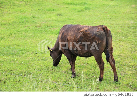 日本牛肉 66461935