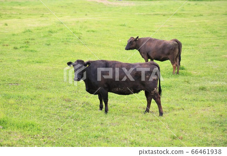 Japanese beef 66461938