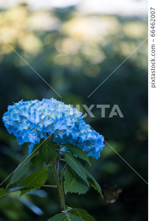 Blue hydrangea jade blur vertical composition Blue hydrangea jade blur vertical composition 66462007