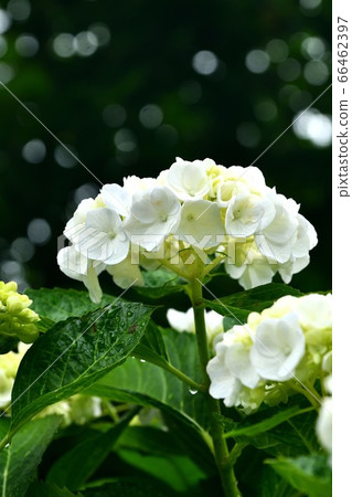 Hydrangea at Jinguji Temple, Fuchu City, Hiroshima Prefecture Hydrangea at Jinguji Temple, Fuchu City, Hiroshima Prefecture 66462397