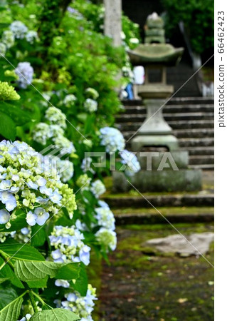 Hydrangea at Jinguji Temple, Fuchu City, Hiroshima Prefecture Hydrangea at Jinguji Temple, Fuchu City, Hiroshima Prefecture 66462423