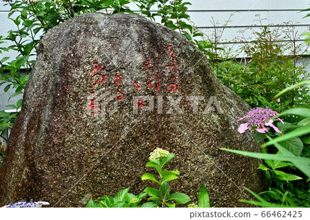 Hydrangea at Jinguji Temple, Fuchu City, Hiroshima Prefecture Hydrangea at Jinguji Temple, Fuchu City, Hiroshima Prefecture 66462425