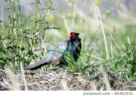野生鳥類野雞 野生鳥類野雞 66462916