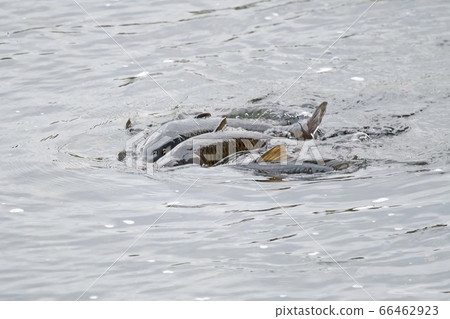 Fish carp Fish carp 66462923