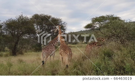 Serengeti Giraffe in Tanzania Serengeti Giraffe in Tanzania 66463019