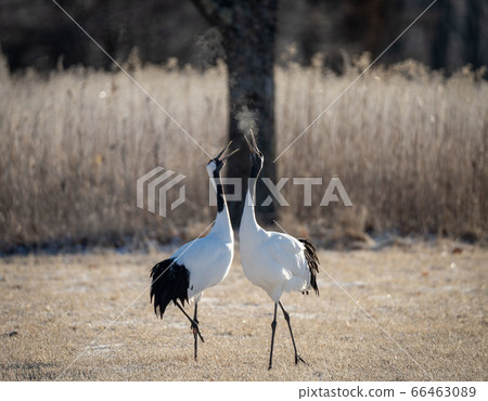 Two Japanese red-crowned cranes dancing and breathing in cold in Hokkaido Two Japanese red-crowned cranes dancing and breathing in cold in Hokkaido 66463089