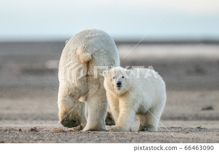 A polar bear cub following its mother's back in natural habitat A polar bear cub following its mother's back in natural habitat 66463090