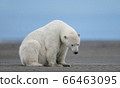 A lonely sad polar bear sitting on the ground with its head down  66463095