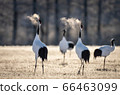 Group of Japanese red-crowned cranes dancing and breathing in cold in Hokkaido 66463099