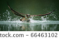 An osprey hunting fish and emerging from the water 66463102