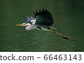 A Great Blue Heron spreading wings while flying over a pond in Taipei, Taiwan 66463143